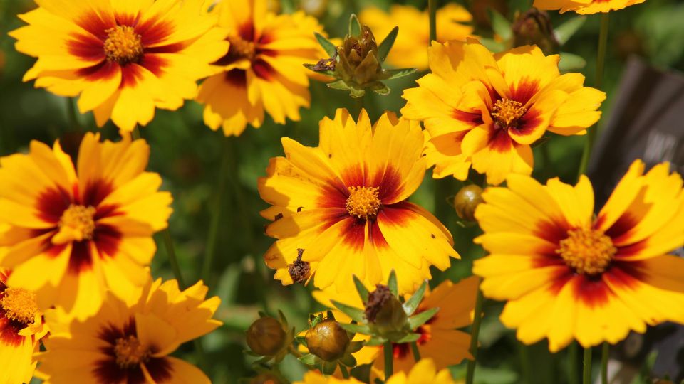 Menyecskeszem (Coreopsis)