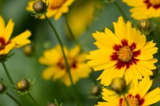 A képen élénk sárga menyecskeszem virágok láthatók, piros középpel.