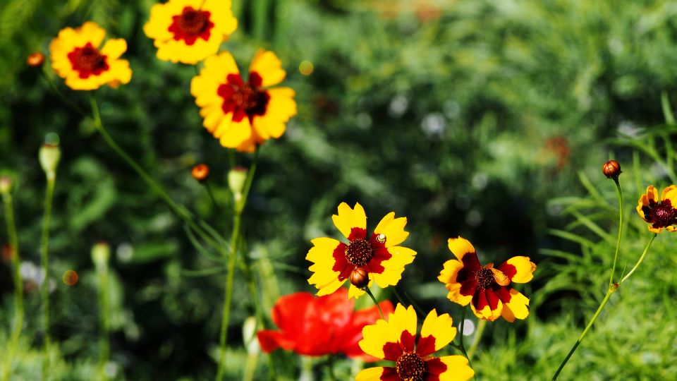 Menyecskeszem (Coreopsis)