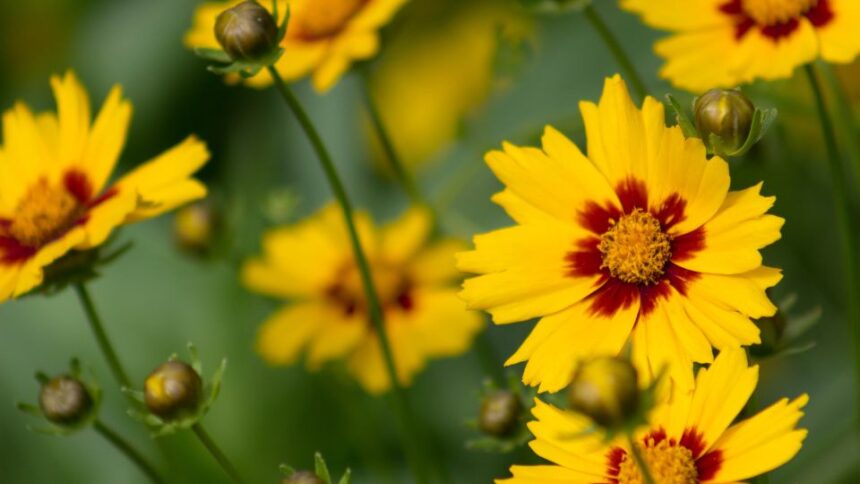 Menyecskeszem Coreopsis