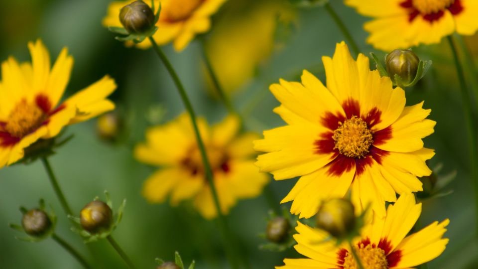 A képen élénk sárga menyecskeszem virágok láthatók, piros középpel.