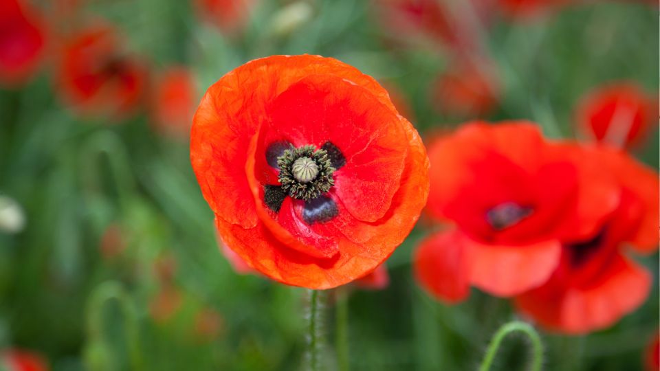 Mezei Pipacs Papaver rhoeas 1