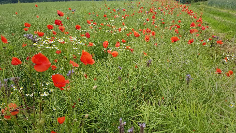 Mezei Pipacs Papaver rhoeas 2