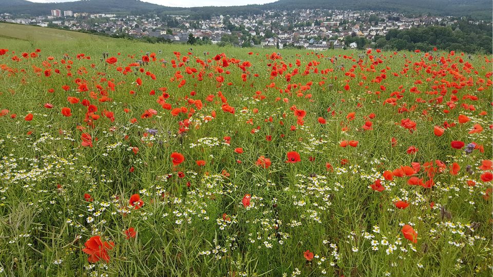 Mezei Pipacs Papaver rhoeas 3