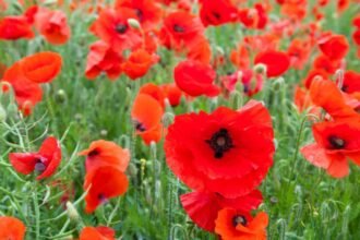 Egy gyönyörű mezei pipacs mező, élénk piros virágokkal és zöld fűvel.