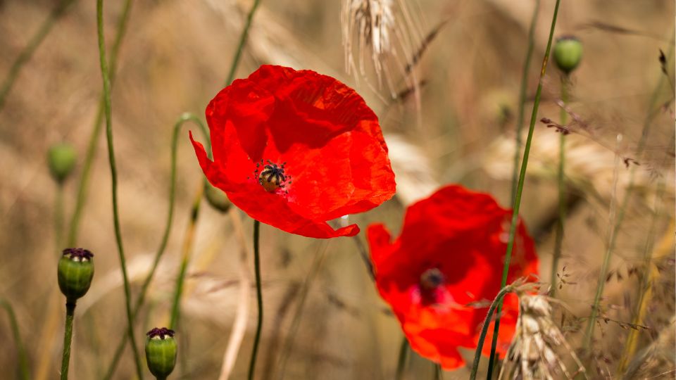 Mezei Pipacs Papaver rhoeas 4