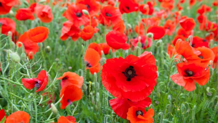 Mezei Pipacs Papaver rhoeas