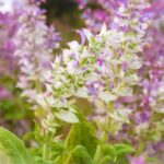 Muskotalyzsalya Salvia sclarea