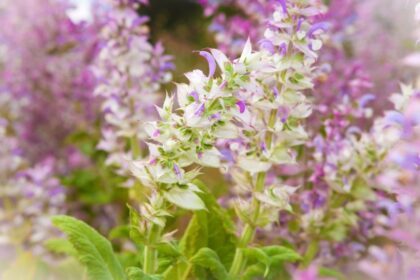 Muskotalyzsalya Salvia sclarea