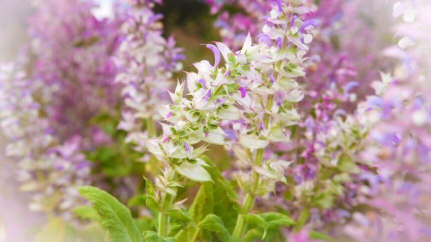 Muskotalyzsalya Salvia sclarea