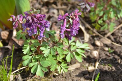 Odvas keltike Corydalis cava