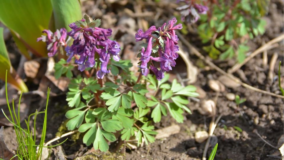 Odvas keltike virágzó növény, lila virágokkal és zöld levelekkel, napfényben.