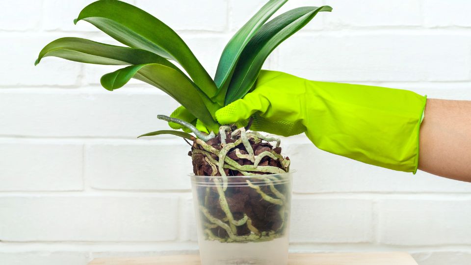 Orchidea átültetése