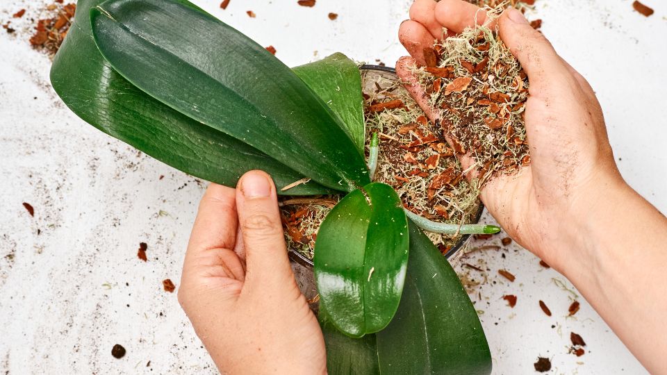 Orchidea átültetés
