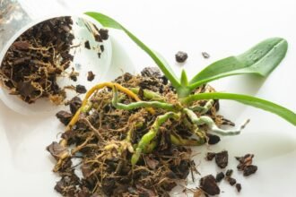 Egy orchidea átültetésének folyamata, gyökerek és virágföld szétszórva.
