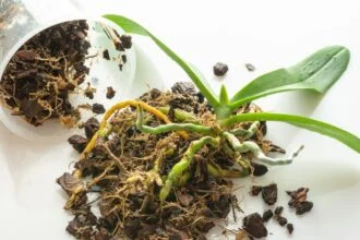 Egy orchidea átültetésének folyamata, gyökerek és virágföld szétszórva.