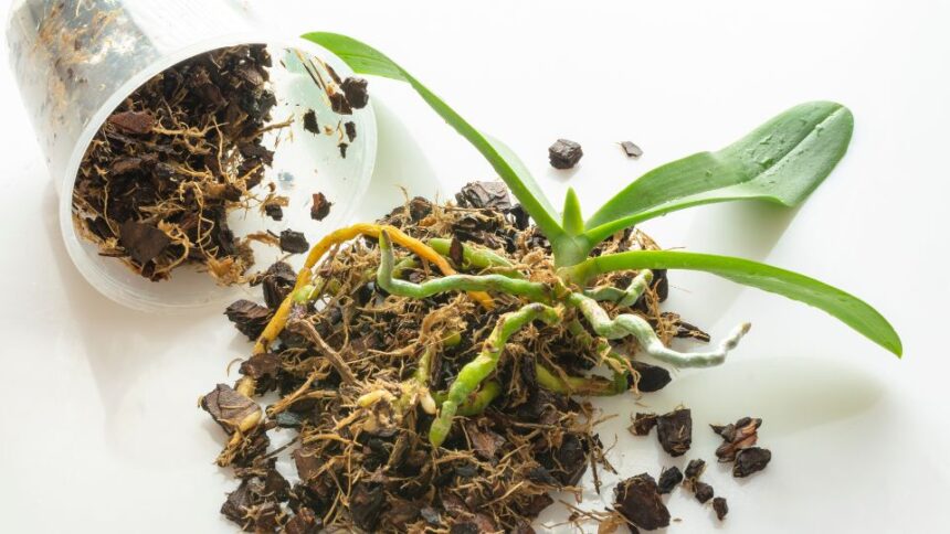 Orchidea atultetes
