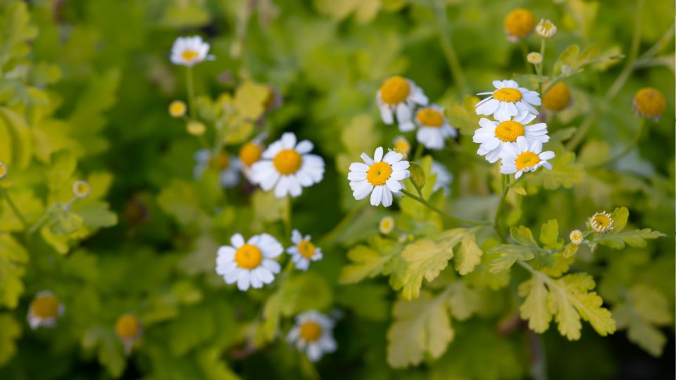 Oszi Margitvirag Tanacetum parthenium 1