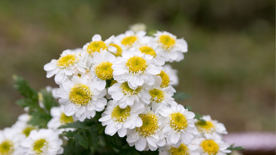 Oszi Margitvirag Tanacetum parthenium 3