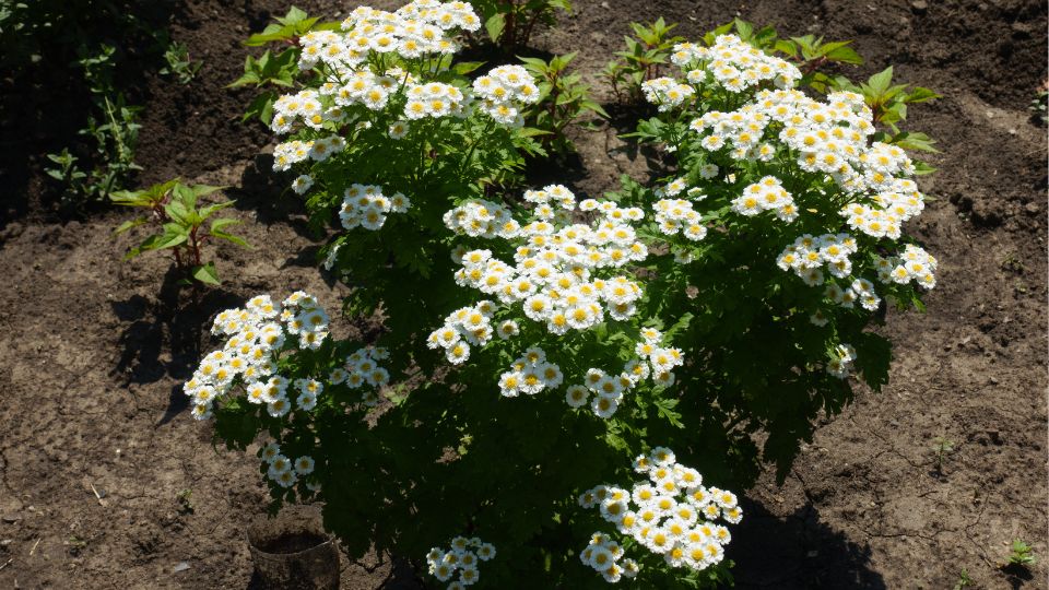 Oszi Margitvirag Tanacetum parthenium 4