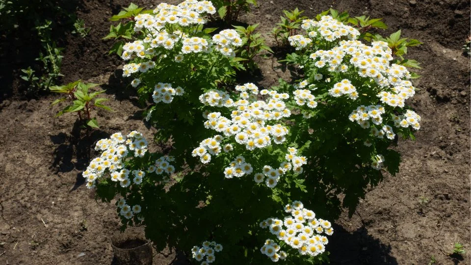 Virágzó Őszi Margitvirág a Kertben Őszi Margitvirág (Tanacetum parthenium) virágzó bokra, fehér és sárga virágokkal, zöld levelekkel, napsütéses kertben.