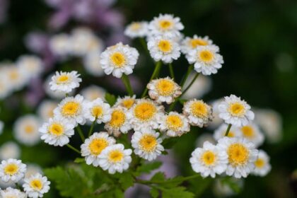 Oszi Margitvirag Tanacetum parthenium