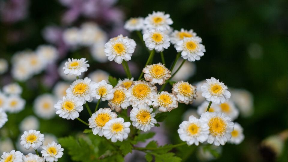 Őszi Margitvirág színes virágai, fehér szirmokkal és sárga középpel, zöld levelek között.