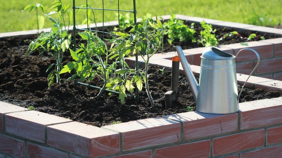 Friss zöld paradicsomnövények egy magaságyásban, mellette öntözőkanna.