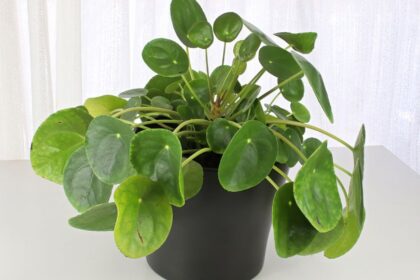 Penzlevelu pilea Pilea peperomioides 1