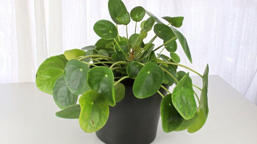 Penzlevelu pilea Pilea peperomioides 1