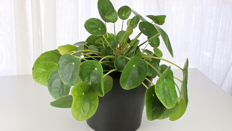 Egy dús, zöld pénzlevelű pilea növény fekete cserépben, világos háttér előtt.