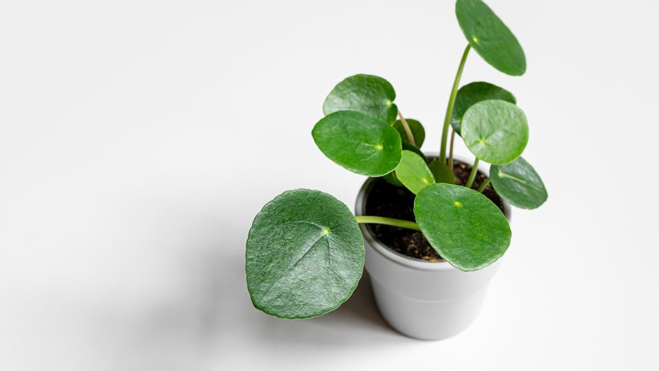 Penzlevelu pilea Pilea peperomioides 2