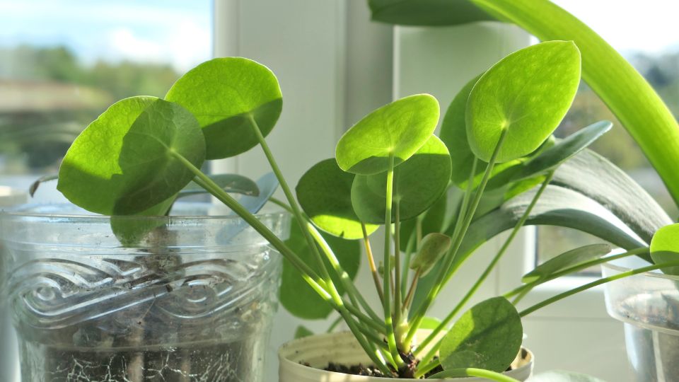 Penzlevelu pilea Pilea peperomioides 3