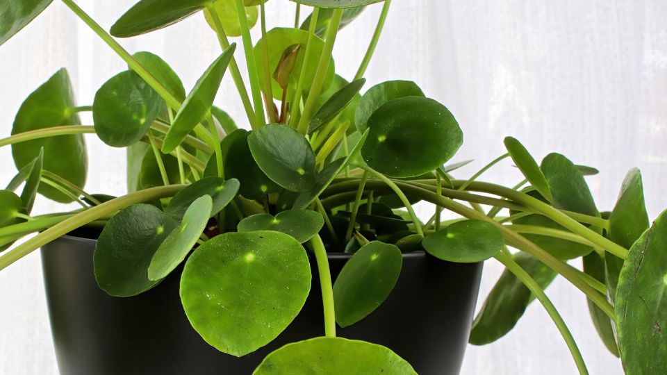 Penzlevelu pilea Pilea peperomioides 4
