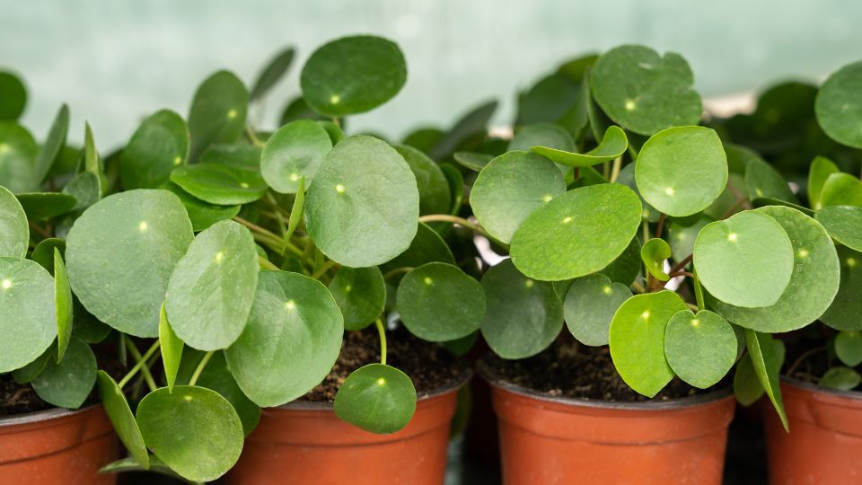 Penzlevelu pilea Pilea peperomioides