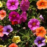 Petunia