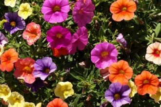 Színes petúniák virágai, különböző árnyalatokban, zöld levelek között.