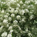 Pimpinella anisum Anizs