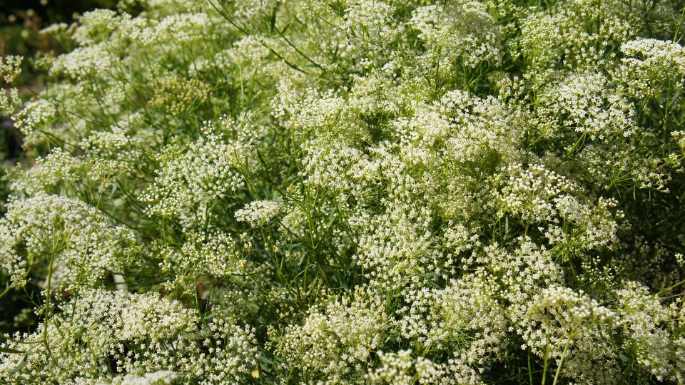 Ánizs (Pimpinella anisum)