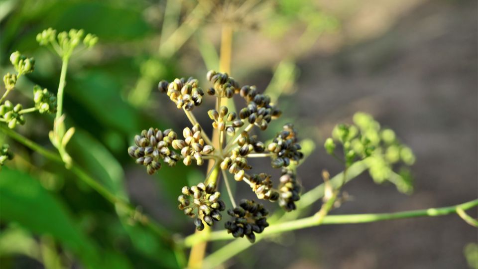 Ánizs (Pimpinella anisum)