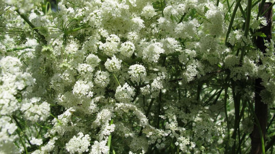 Egy sűrűn virágzó ánizs növény, fehér virágokkal borítva, zöld szárakkal.