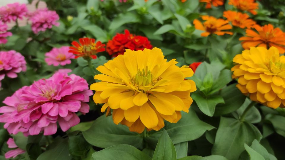 Pompas Rezvirag Zinnia elegans 1