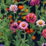 Pompas Rezvirag Zinnia elegans