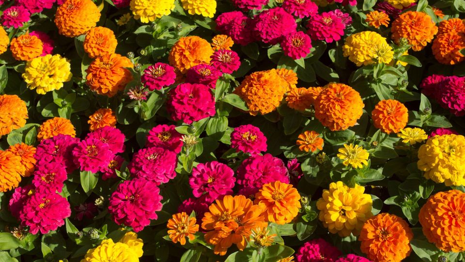 Pompas Rezvirag Zinnia elegans 2