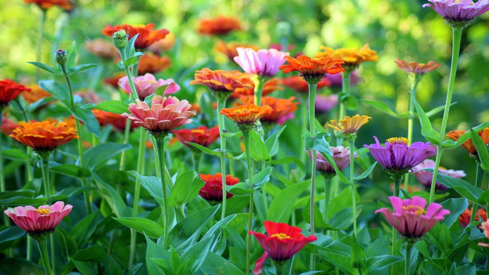 Pompas Rezvirag Zinnia elegans 3