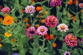 Színes Pompás Rézvirágok egy virágos kertben, élénk színekben pompáznak.