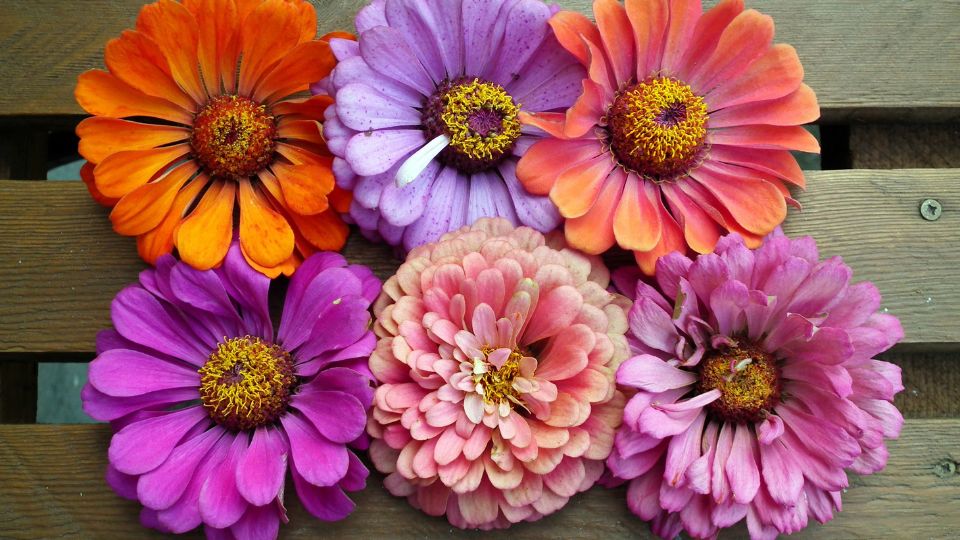 Pompas Rezvirag Zinnia elegans 4