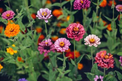 Pompas Rezvirag Zinnia elegans