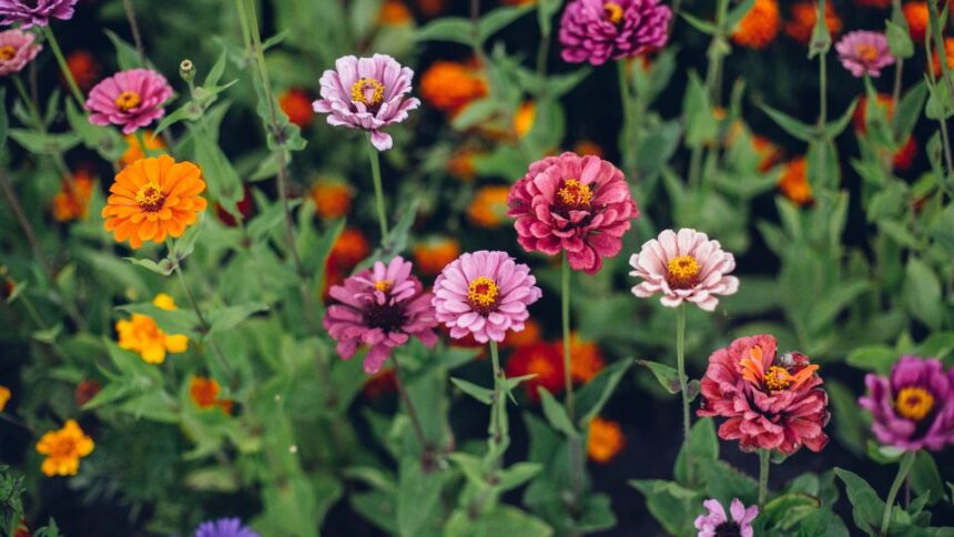 Pompas Rezvirag Zinnia elegans