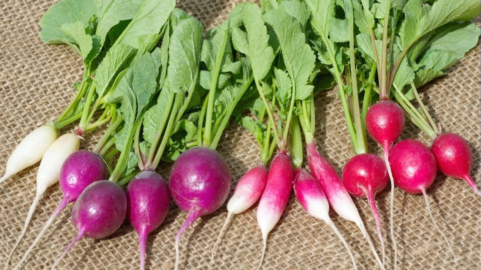 Friss, színes retekfajták zöld levelekkel, természetes háttér előtt.